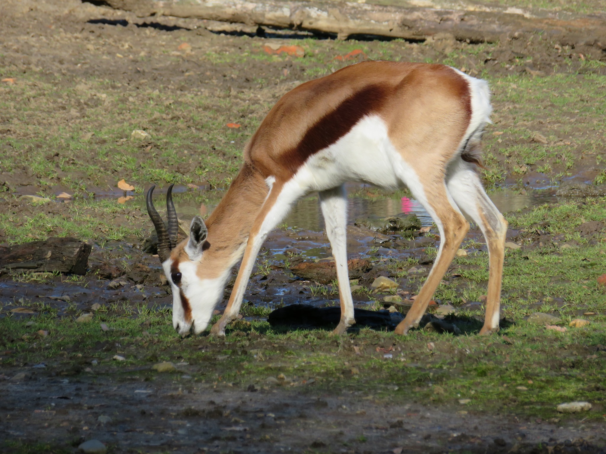 springbok aan het grazen