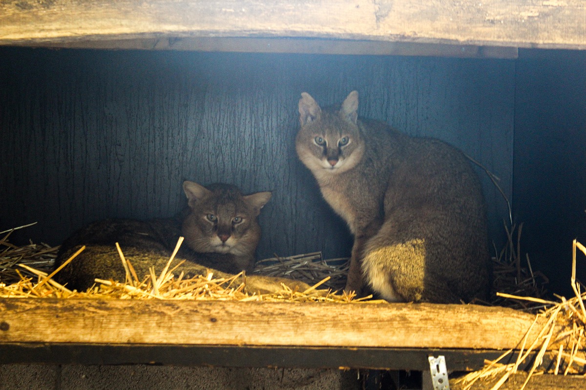 2 Moeraskatten twee moeraskatten