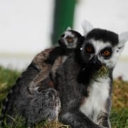 Geboorte ringstaartmaki_3