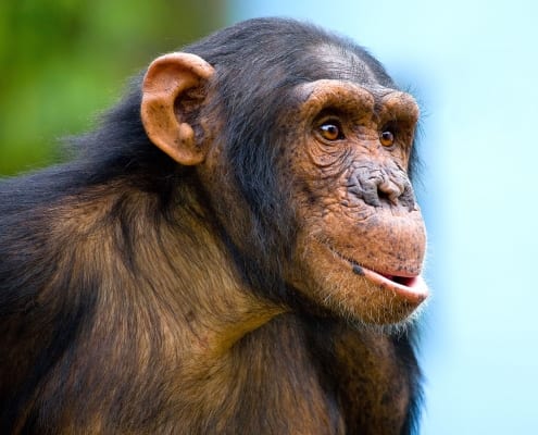 chimpansee con-khi kijkt in de verte