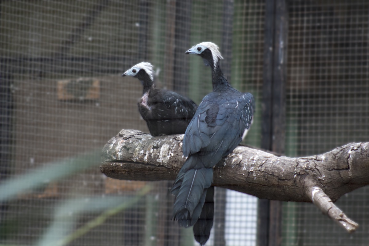 Goeans zitten op een tak