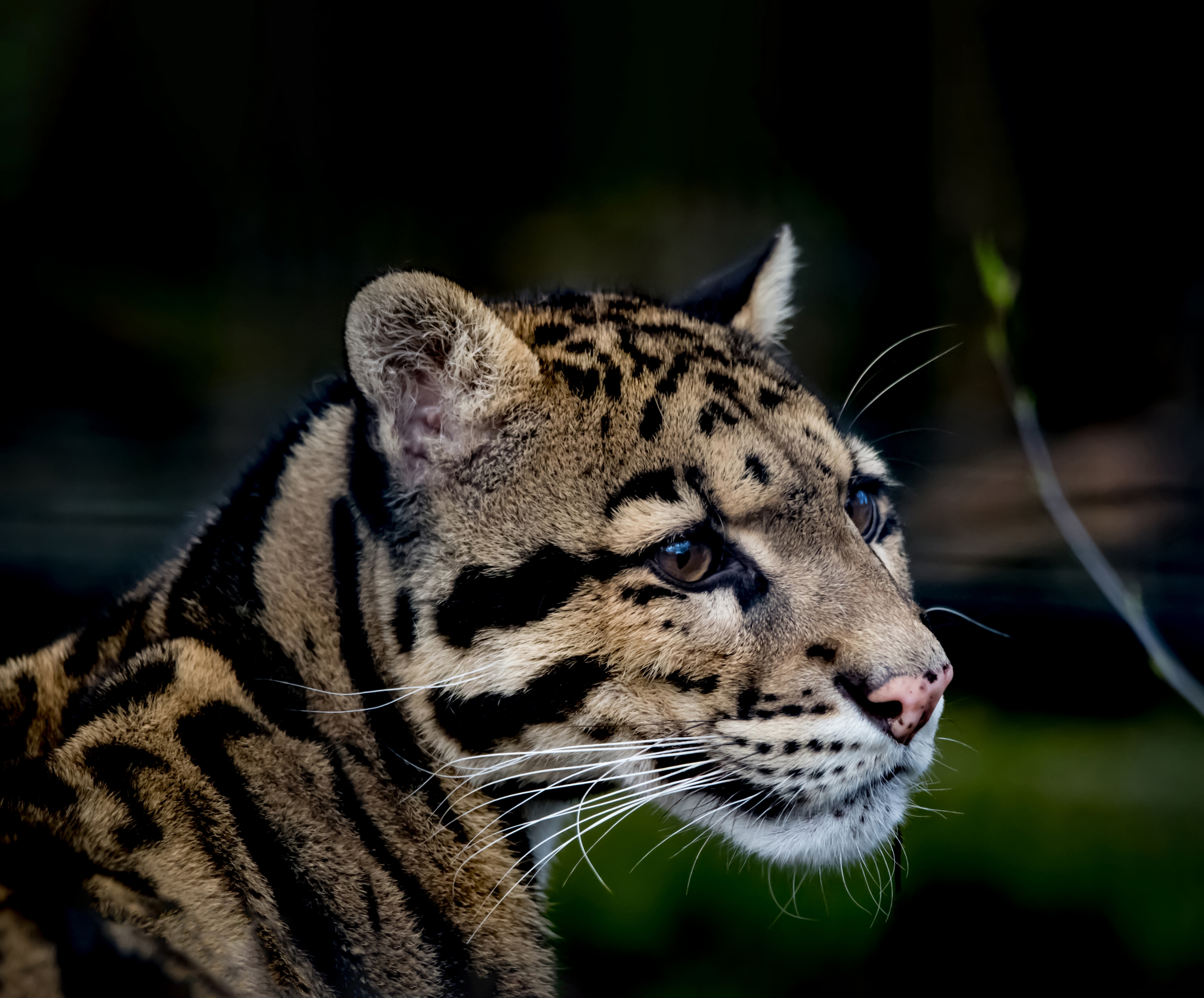 Portret van nevelpanter Misty die voor zich uit kijkt