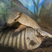 2X gordeldier_1200px