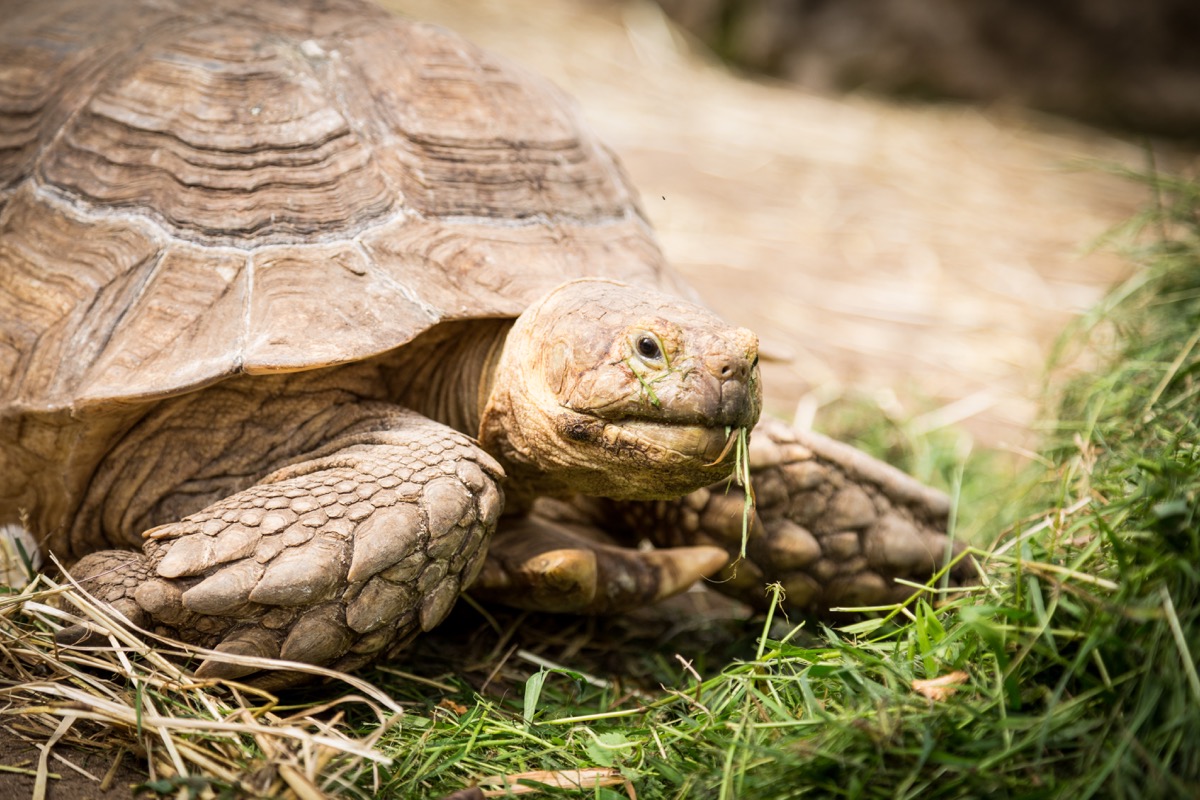 7_Sporenschildpad_1J3A2633_ellen braeckman_1200px