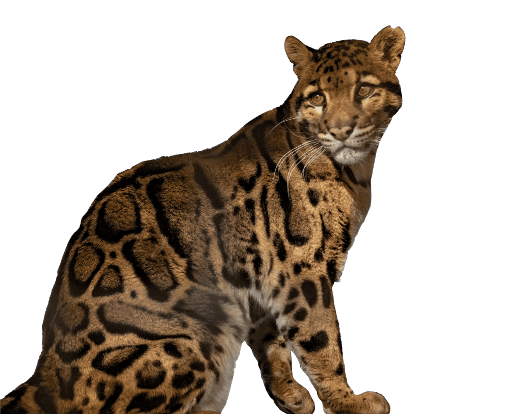 Nevelpanter kijkt achterom - afbeelding zonder achtergrond