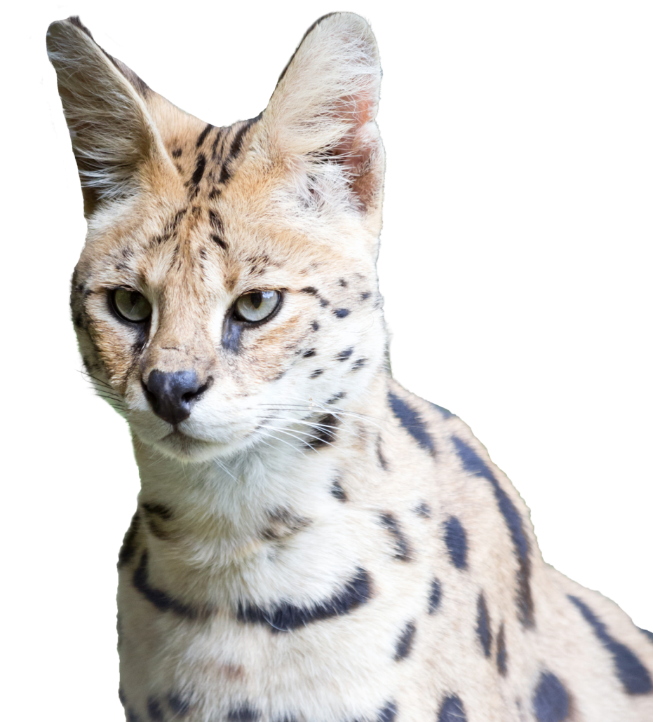 Serval staat recht en kijkt voor zich uit - afbeelding zonder achtergrond