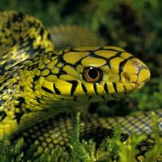 CHINESE KING RATSNAKE elaphe carinata, PORTRAIT OF ADULT