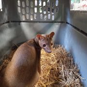 Verhuis Veni en Vici 5