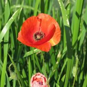 klaproos_via ConnySlabbers_IMG_8996_1200px