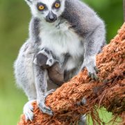 Ringstaartmaki 2022 (17)_1200px