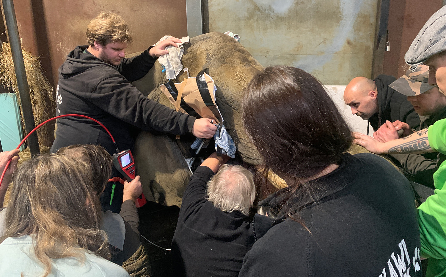 Onderzoek olifant Jenny-small