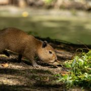 CapybarasLeenGevers3