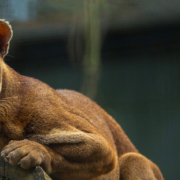 2019_Fossa_Ambila_PetraM_008bis_BANNER