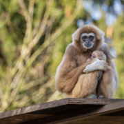 25_Withandgibbon kleintje 11-01_LeenG_E33A6052_LW